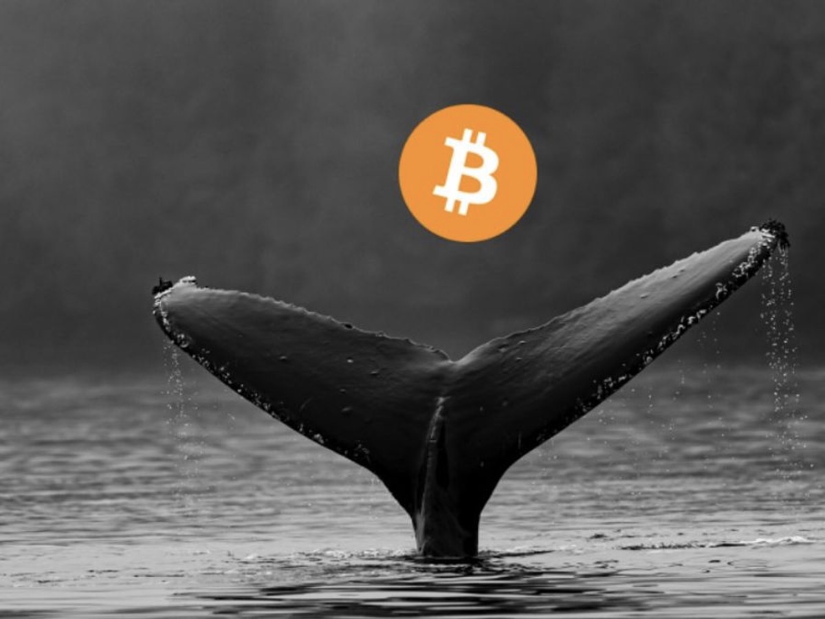 Cryptocurrency Whales Intend to Purchase More Bitcoins